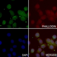 3 - Anti-BMP8B Antibody AP59975