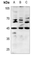 1 - Anti-BMP8B Antibody AP59975