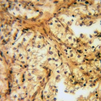 19 - Anti-Caveolin 1 (Phospho-Y14) Antibody AP59979