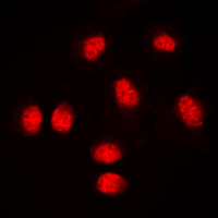 3 - Anti-RUNX1 Antibody AP59980