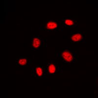 3 - Anti-CDC25C Antibody AP59983