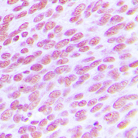 19 - Anti-CDC25C Antibody AP59983