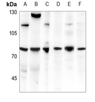 1 - Anti-CDC25C Antibody AP59983