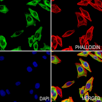 3 - Anti-M Cadherin Antibody AP59984