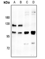 1 - Anti-M Cadherin Antibody AP59984
