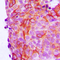 19 - Anti-LI Cadherin Antibody AP59985
