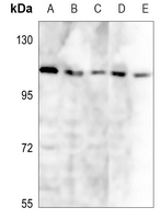1 - Anti-LI Cadherin Antibody AP59985