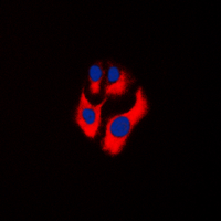3 - Anti-CKMT2 Antibody AP59987