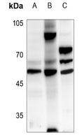 1 - Anti-CKMT2 Antibody AP59987