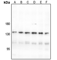 1 - Anti-CNGB1 Antibody AP59988