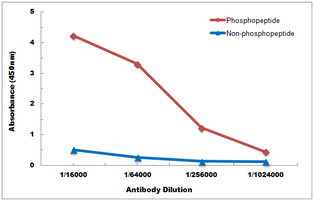 10 - Anti-TPL2 (Phospho-T290) Antibody AP59989