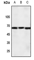 1 - Anti-CRHR1 Antibody AP59991
