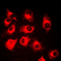 3 - Anti-CRK Antibody AP59992