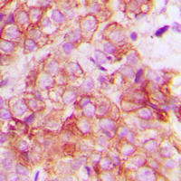 19 - Anti-CRK Antibody AP59992