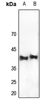 1 - Anti-CRK Antibody AP59992