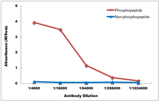 10 - Anti-p38 (Phospho-T180) Antibody AP59993