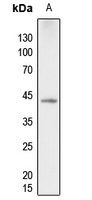 1 - Anti-p38 (Phospho-T180) Antibody AP59993