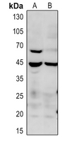 0 - Anti-p38 (Phospho-T180) Antibody AP59993