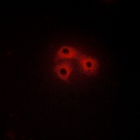 3 - Anti-CSK Antibody AP59994