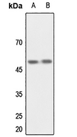 1 - Anti-CSK Antibody AP59994