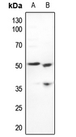 1 - Anti-CstF-50 Antibody AP59995