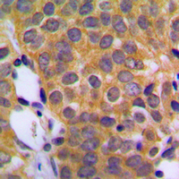 19 - Anti-DUSP1 Antibody AP59999
