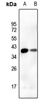 1 - Anti-DUSP1 Antibody AP59999