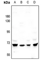 1 - Anti-MEGF9 Antibody AP60001