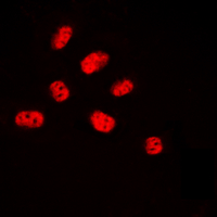 3 - Anti-NET (Phospho-S357) Antibody AP60002