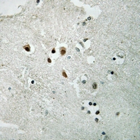 19 - Anti-NET (Phospho-S357) Antibody AP60002