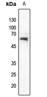 1 - Anti-NET (Phospho-S357) Antibody AP60002