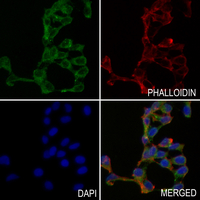 3 - Anti-Connexin 37 Antibody AP60007