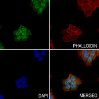 3 - Anti-GSK3 alpha/beta (Phospho-Y279/216) Antibody AP60008