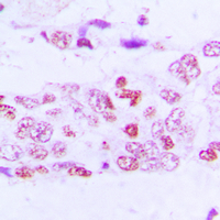 19 - Anti-GSK3 alpha/beta (Phospho-Y279/216) Antibody AP60008