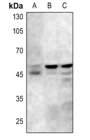1 - Anti-GSK3 alpha/beta (Phospho-Y279/216) Antibody AP60008
