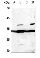 1 - Anti-Histone H1.0 Antibody AP60009