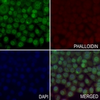 3 - Anti-HIF1 alpha Antibody AP60012