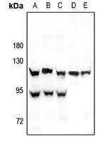 1 - Anti-HIF1 alpha Antibody AP60012