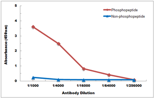 10 - Anti-HNF4 alpha (Phospho-S313) Antibody AP60014