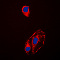 3 - Anti-HSP90 beta (Phospho-S254) Antibody AP60016