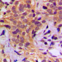 19 - Anti-HSP90 beta (Phospho-S254) Antibody AP60016