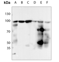 1 - Anti-HSP90 beta (Phospho-S254) Antibody AP60016