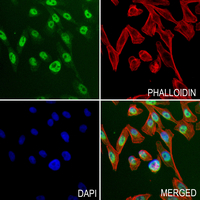 3 - Anti-IL-16 Antibody AP60018