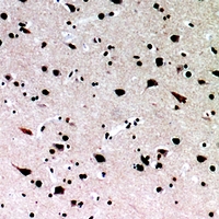 19 - Anti-IL-16 Antibody AP60018