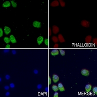 3 - Anti-Kv9.2 Antibody AP60019