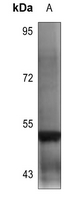 1 - Anti-Kv9.2 Antibody AP60019