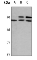 1 - Anti-Lamin A/C (Phospho-S392) Antibody AP60023