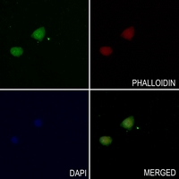 3 - Anti-TAU (Phospho-S713) Antibody AP60024