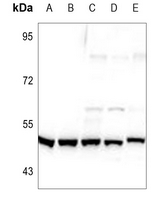 1 - Anti-TAU (Phospho-S713) Antibody AP60024