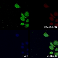 3 - Anti-TAU (Phospho-T529) Antibody AP60026